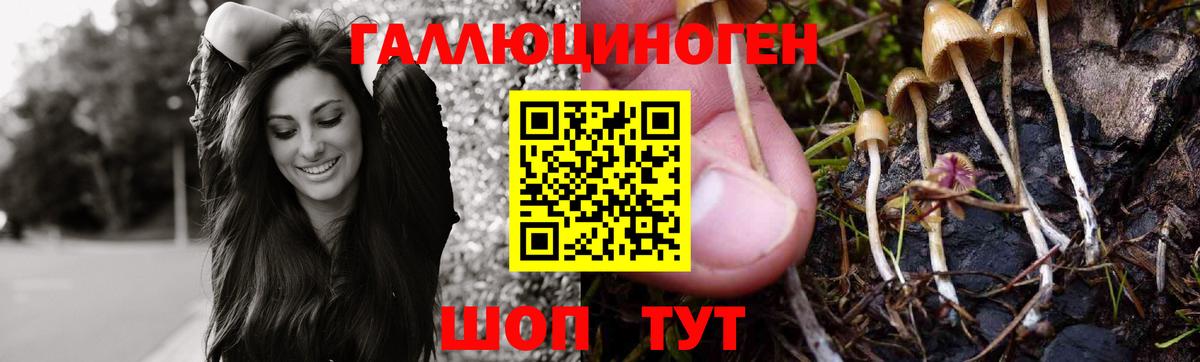 Краснокаменск  Галлюциногенные грибы Psilocybine cubensis  Вход с VPN 