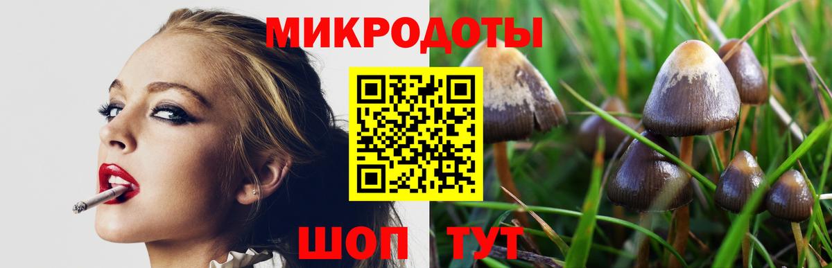 Псилоцибиновые грибы Psilocybe Краснокаменск